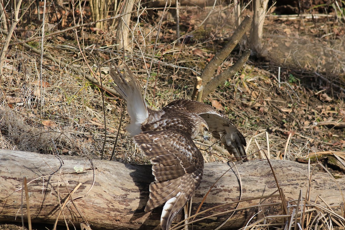 Red-tailed Hawk - ML616069935