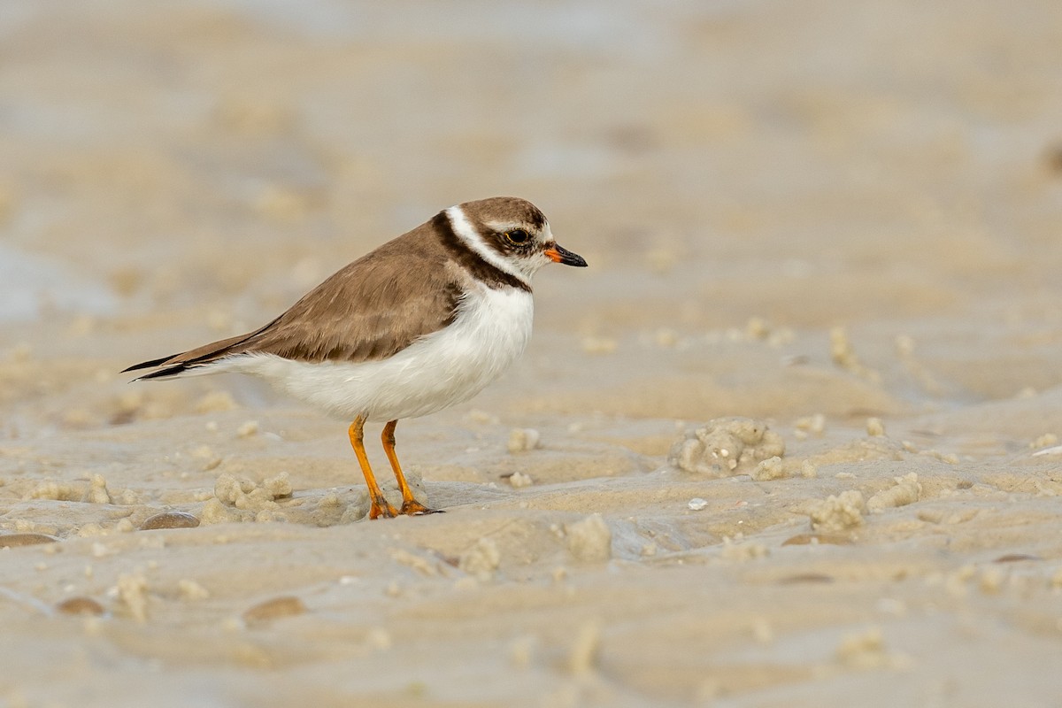 Semipalmated Plover - ML616070162