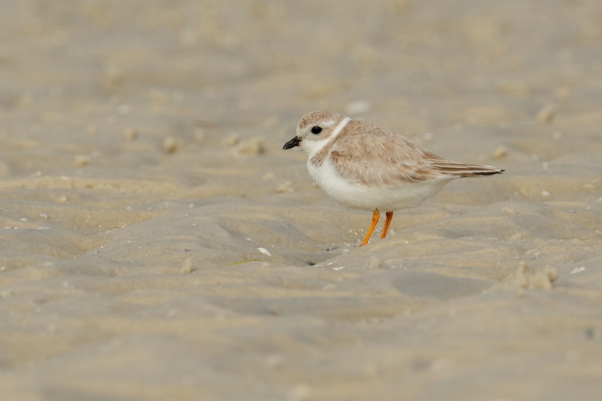 Piping Plover - ML616070170
