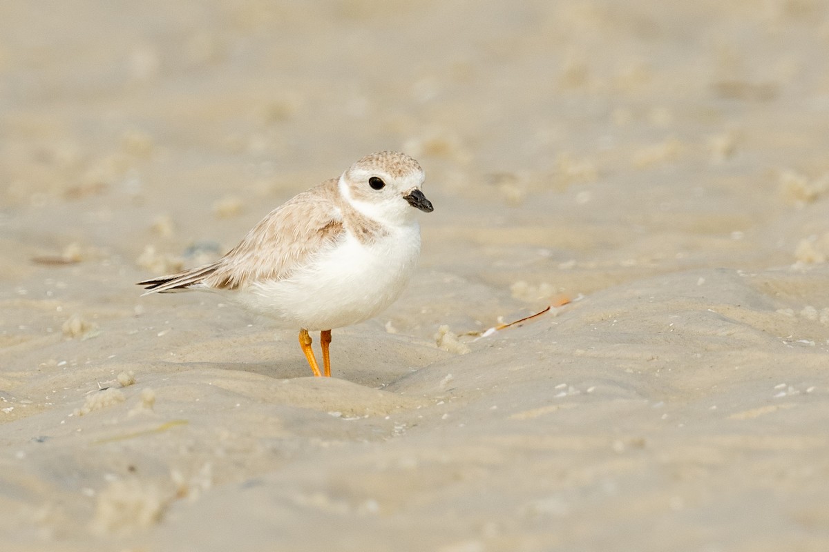 Piping Plover - ML616070180