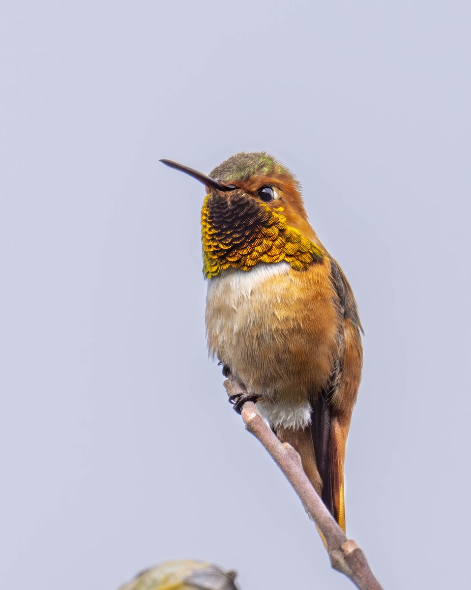 Allen's Hummingbird - ML616070242