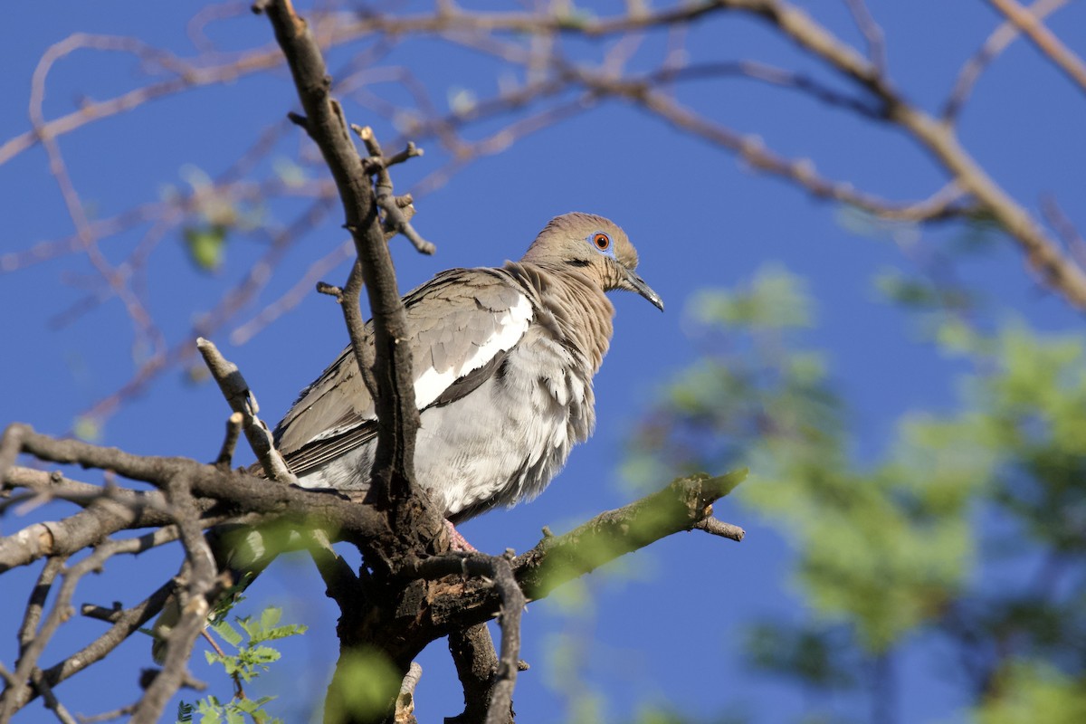 White-winged Dove - Torin Waters 🦉