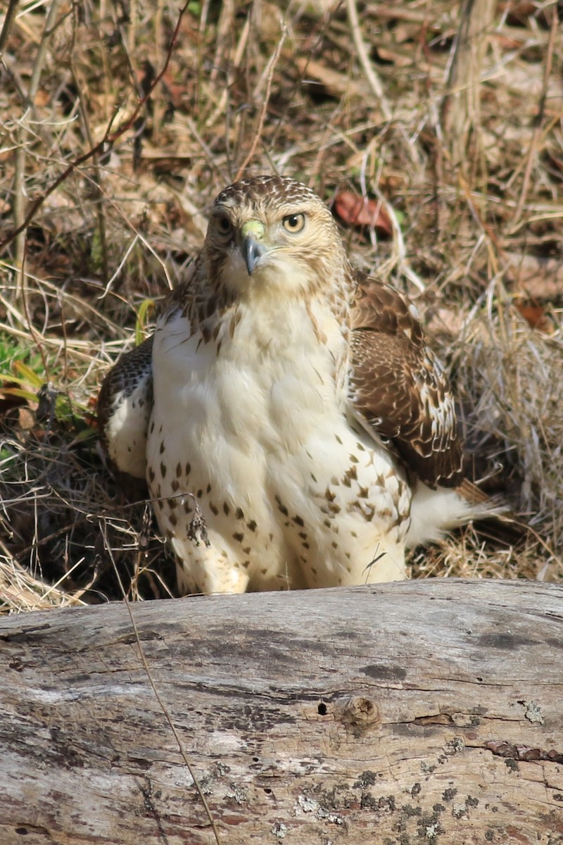 Red-tailed Hawk - ML616070339