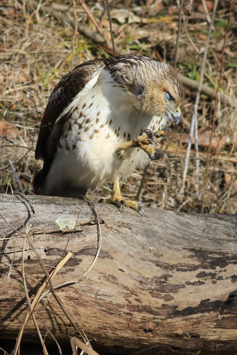 Red-tailed Hawk - ML616070340