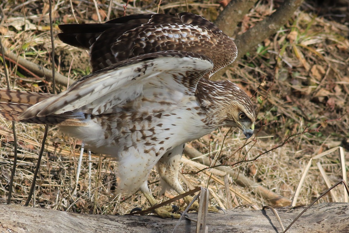 Red-tailed Hawk - ML616070342