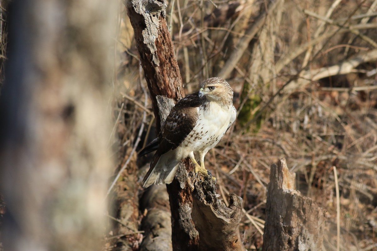 Red-tailed Hawk - ML616070346