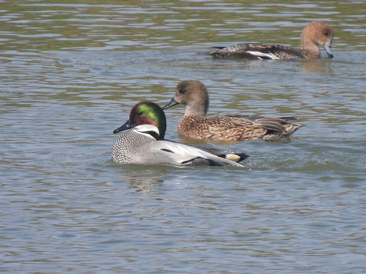 Falcated Duck - Anonymous