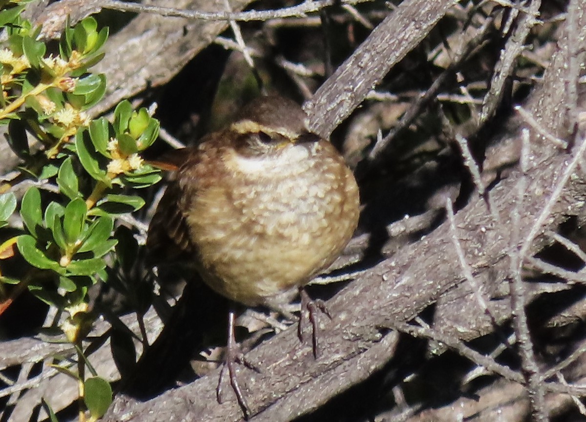 Brown-backed Chat-Tyrant - ML616070538