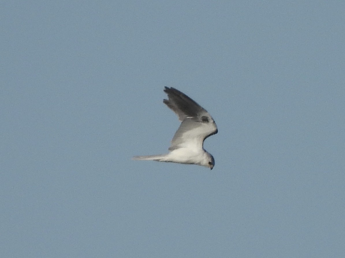 White-tailed Kite - ML616070728