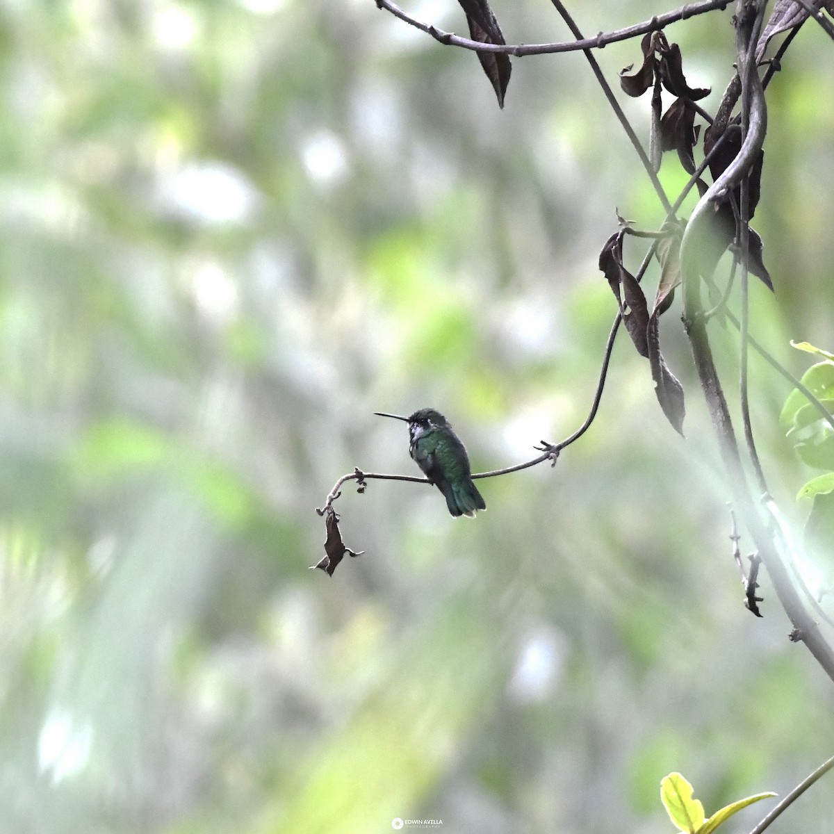 Short-tailed Emerald - Experiencia Naturaleza Edwin Avella
