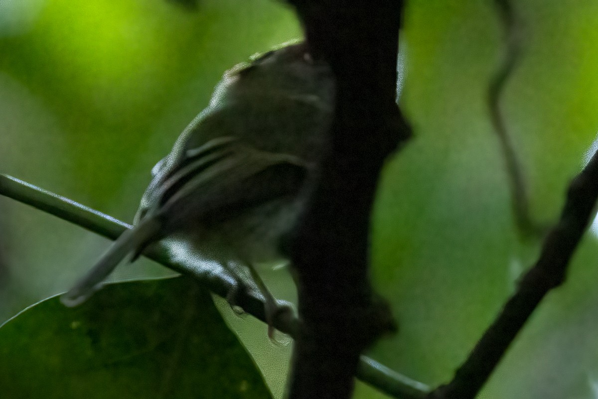 Scale-crested Pygmy-Tyrant - ML616070935
