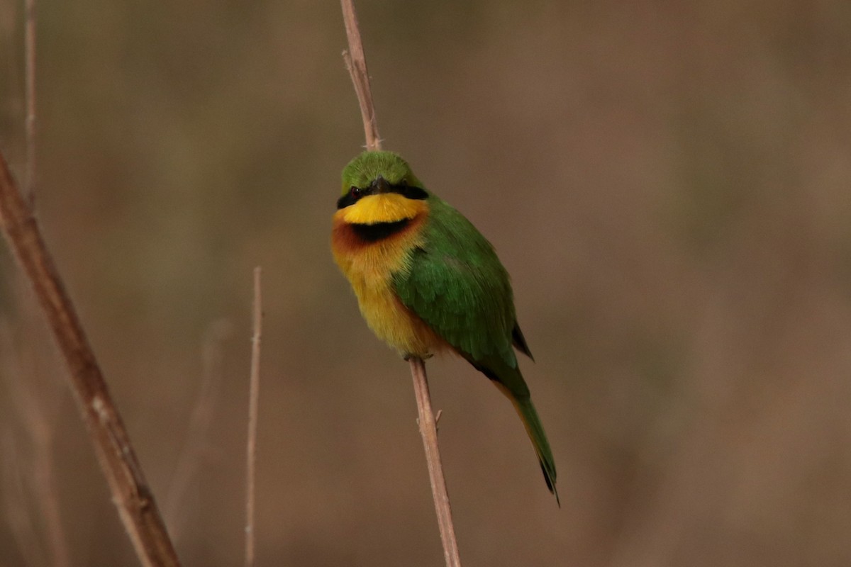 Little Bee-eater - ML616070971