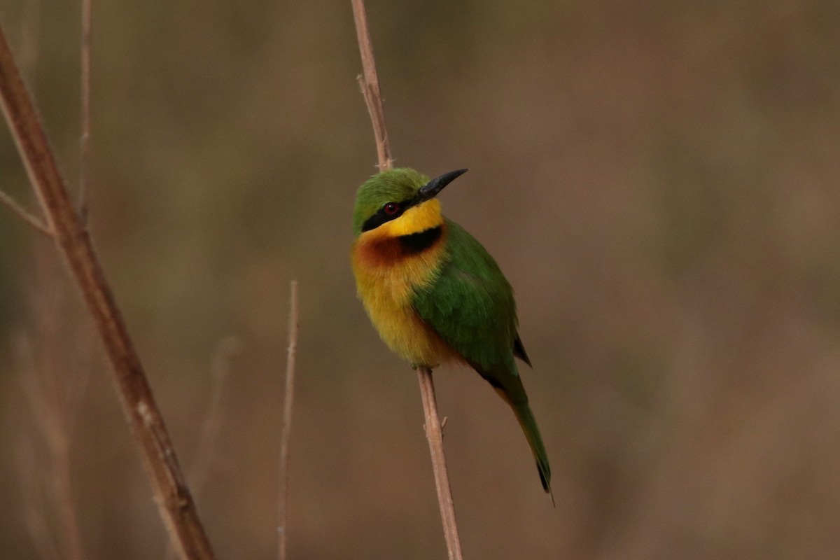 Little Bee-eater - ML616070972