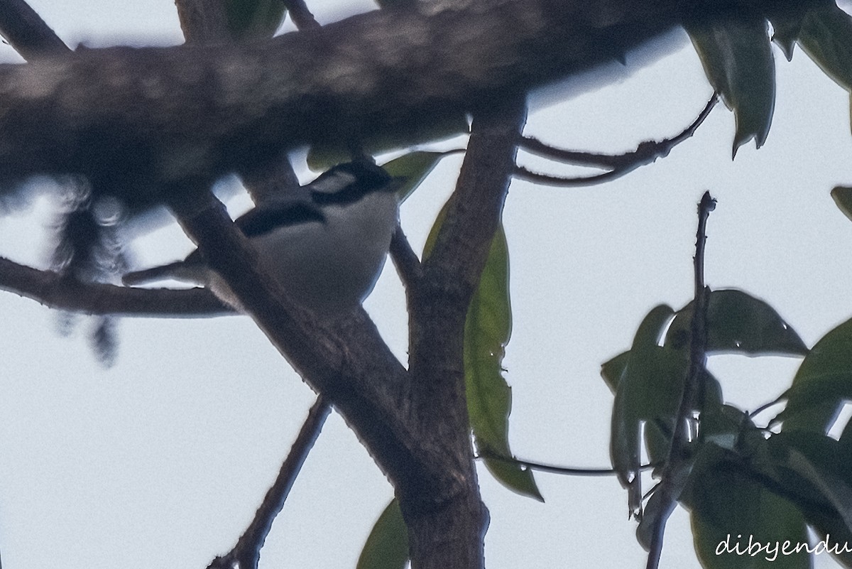 White-browed Shrike-Babbler - ML616071242