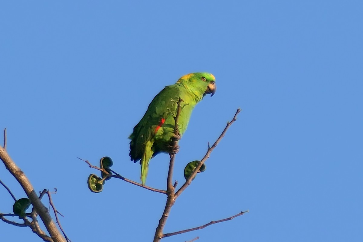 Yellow-naped Parrot - Karen  Hamblett