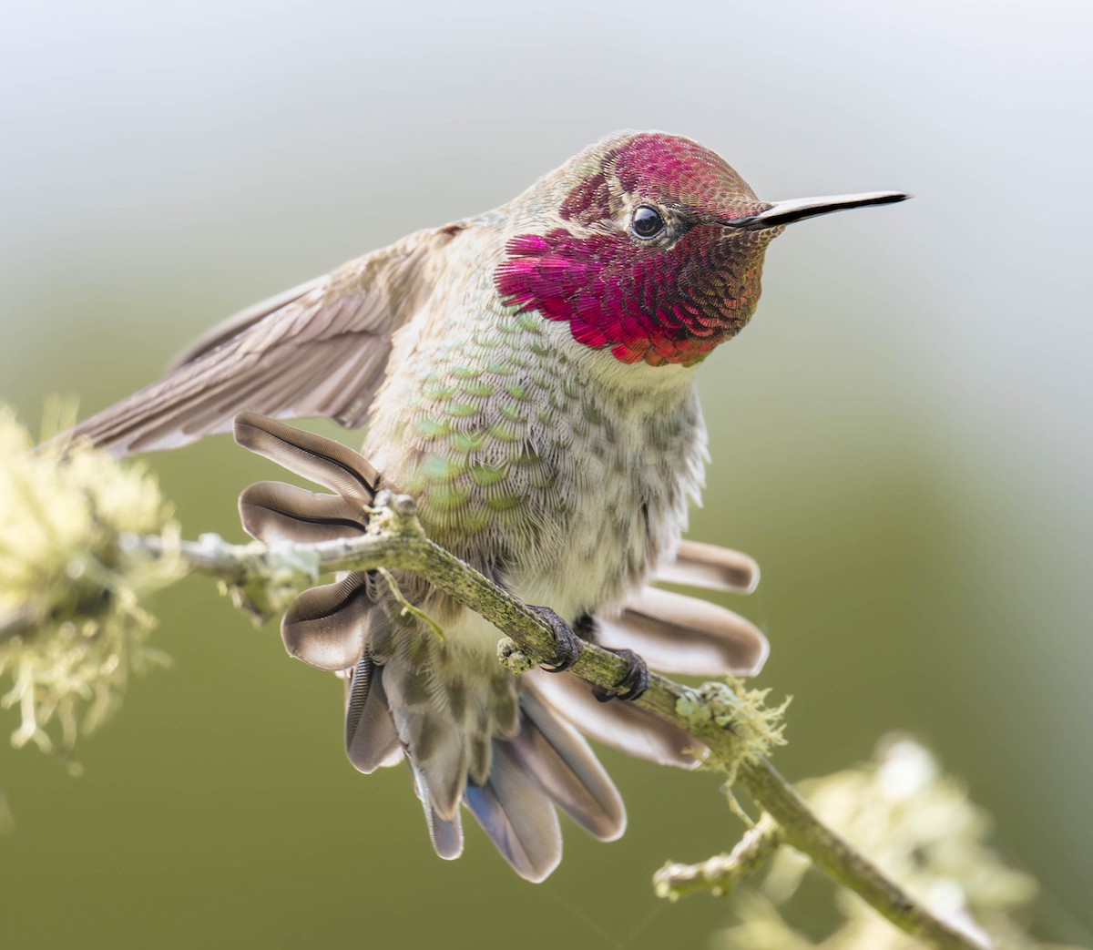 Anna's Hummingbird - ML616071603