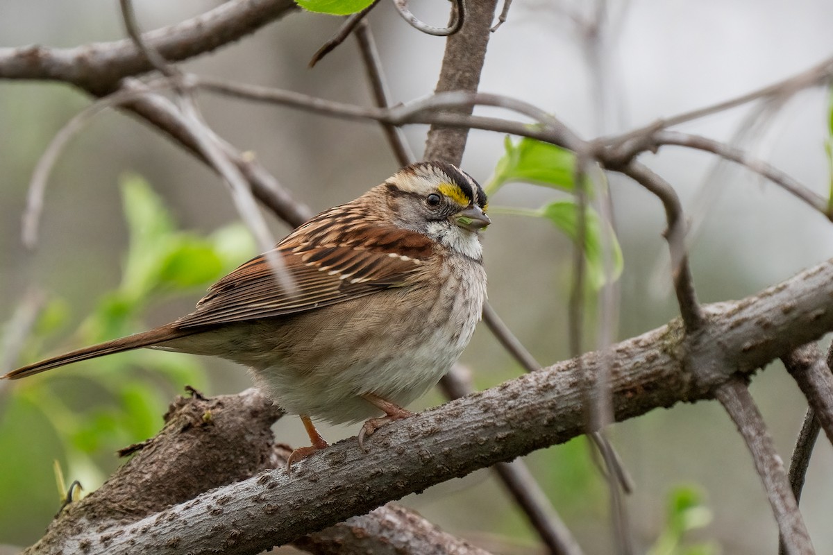 White-throated Sparrow - ML616071717