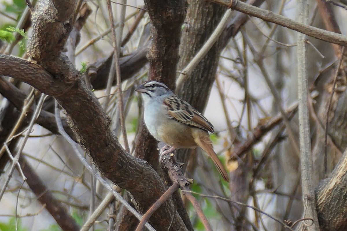 Cinnamon-tailed Sparrow - Karen  Hamblett