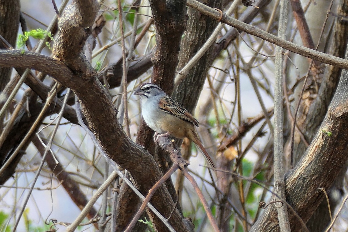 Cinnamon-tailed Sparrow - Karen  Hamblett