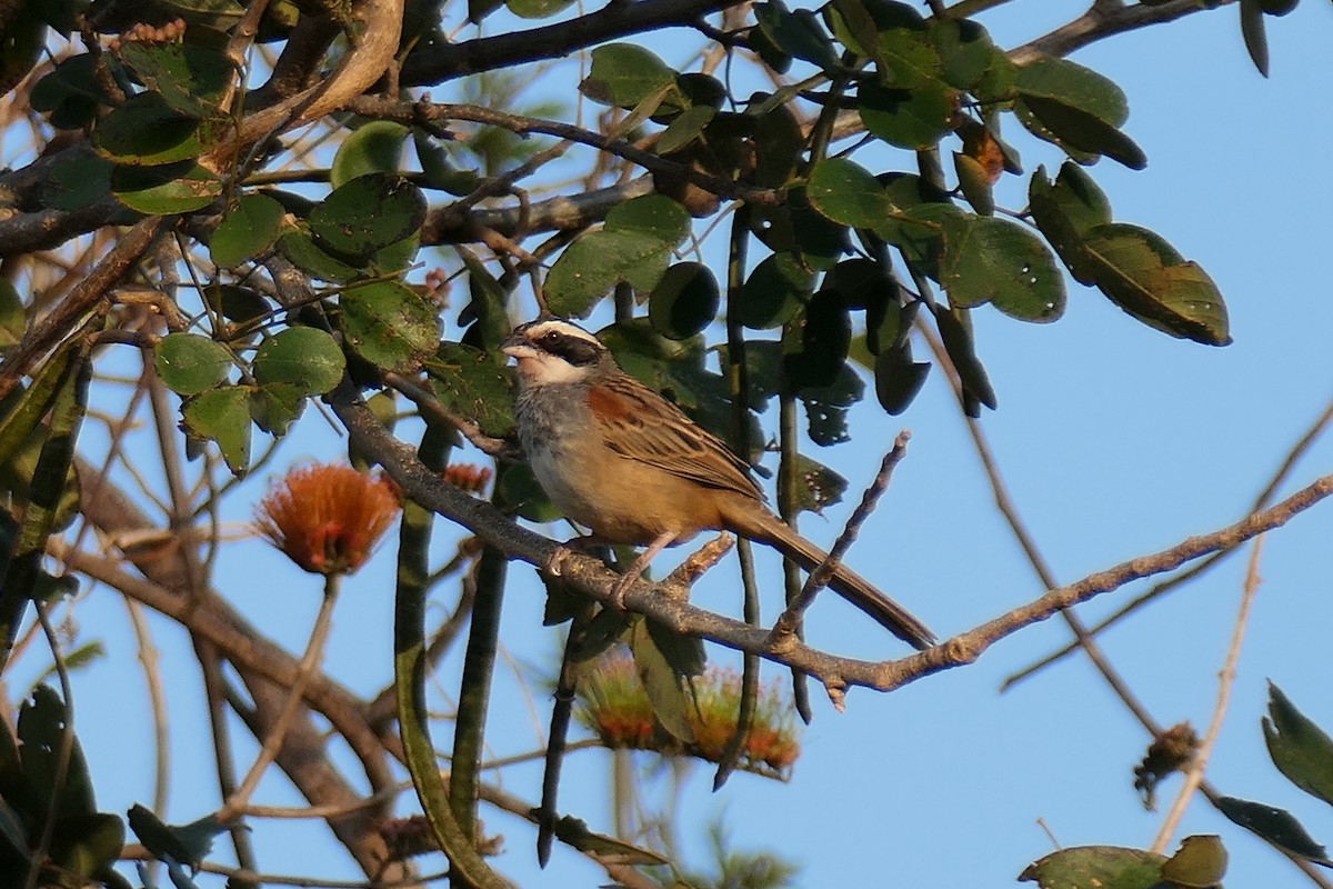 Stripe-headed Sparrow - ML616072178