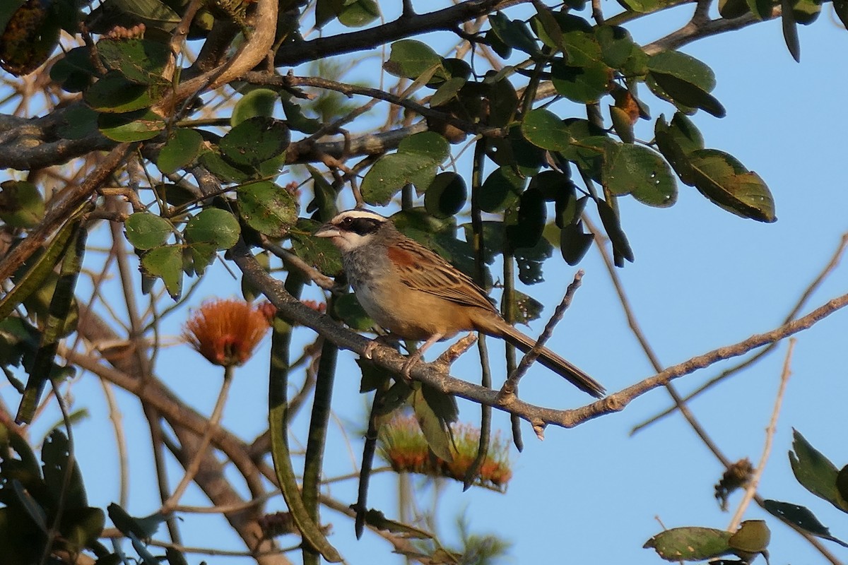 Stripe-headed Sparrow - ML616072179