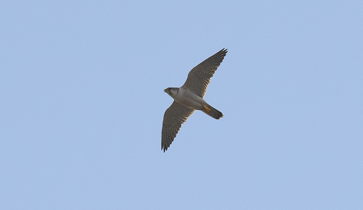 Peregrine Falcon (Red-capped) - ML616072255