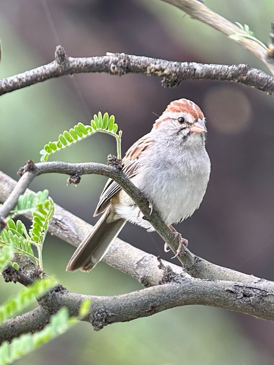 Rufous-winged Sparrow - ML616072399