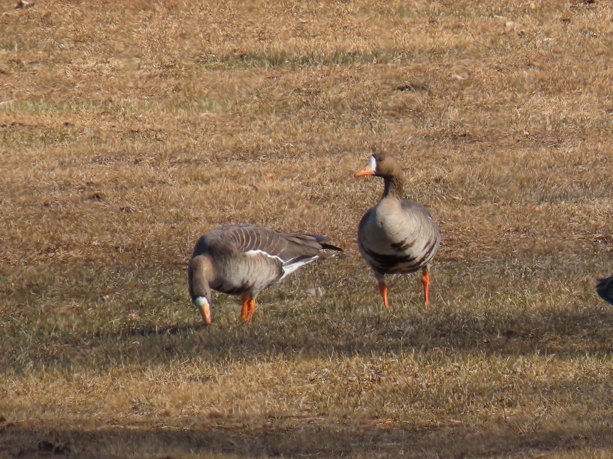 Greater White-fronted Goose - ML616072502