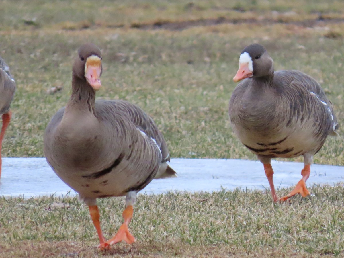 Greater White-fronted Goose - ML616072598