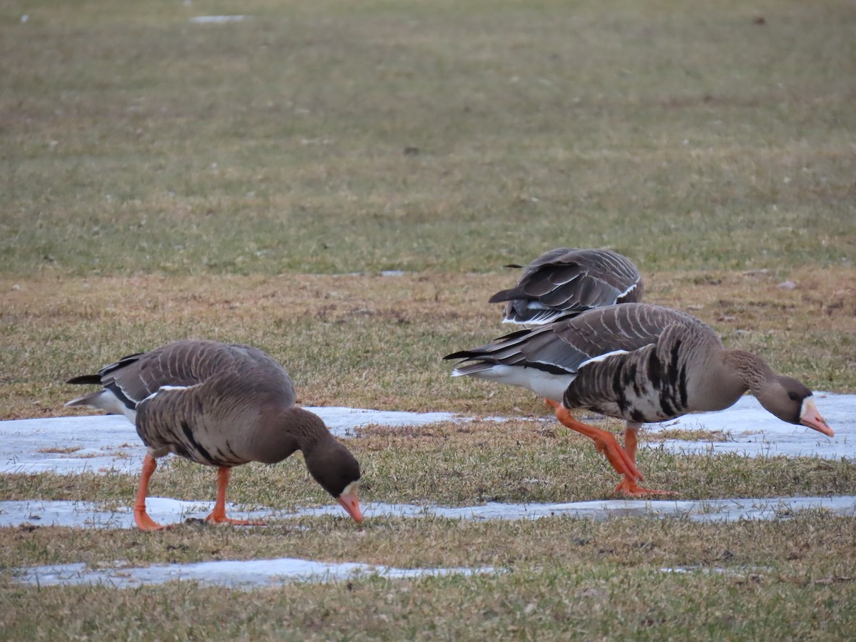 Greater White-fronted Goose - ML616072605