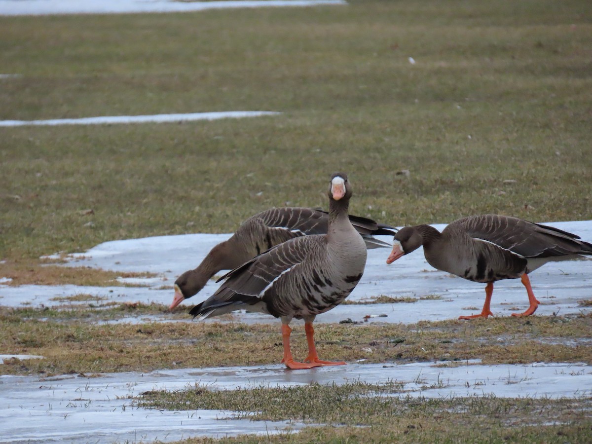 Greater White-fronted Goose - ML616072606