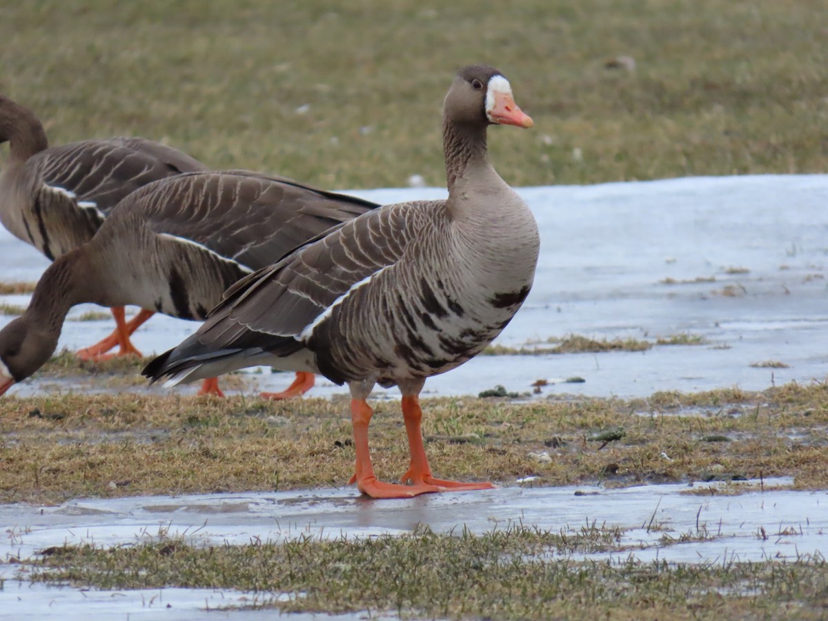 Greater White-fronted Goose - ML616072607