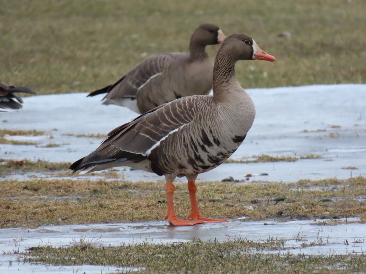Greater White-fronted Goose - ML616072609