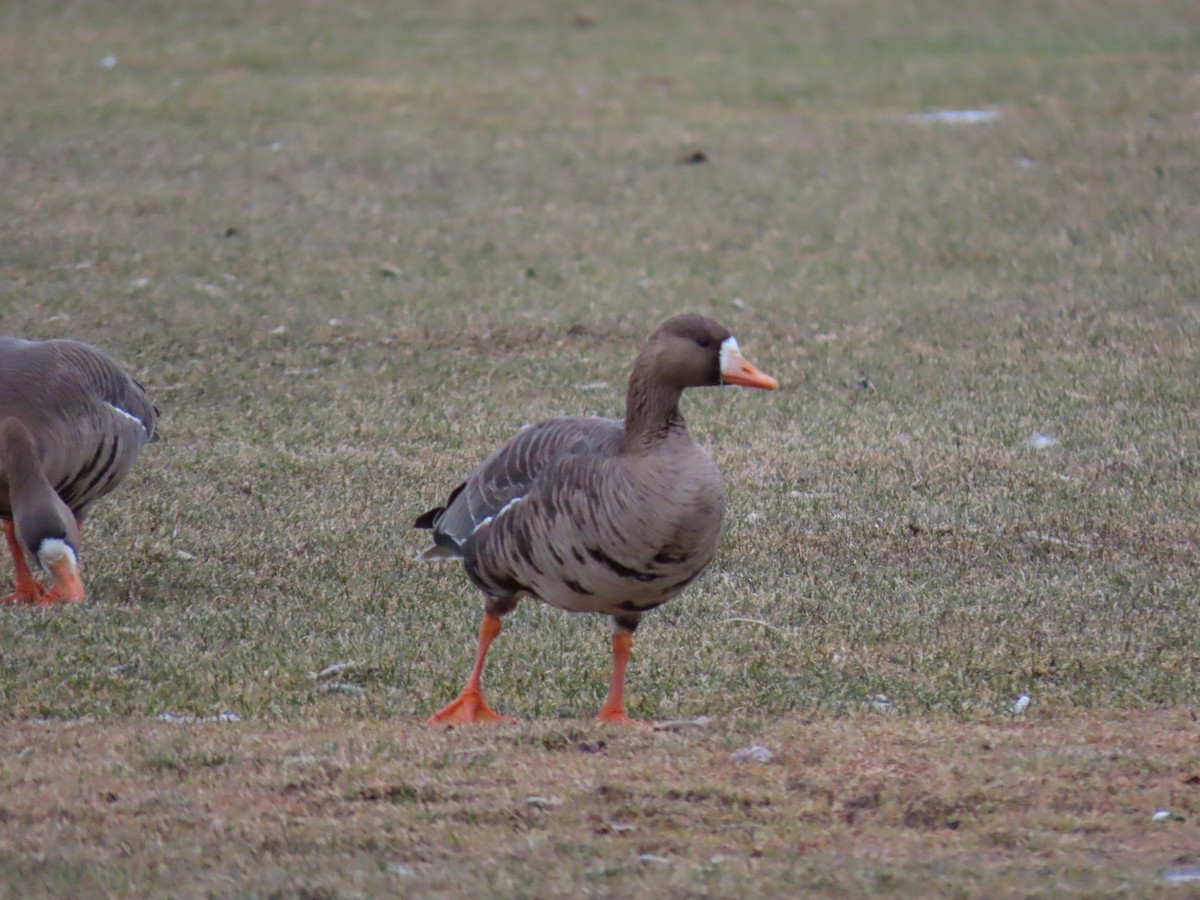 Greater White-fronted Goose - ML616072616