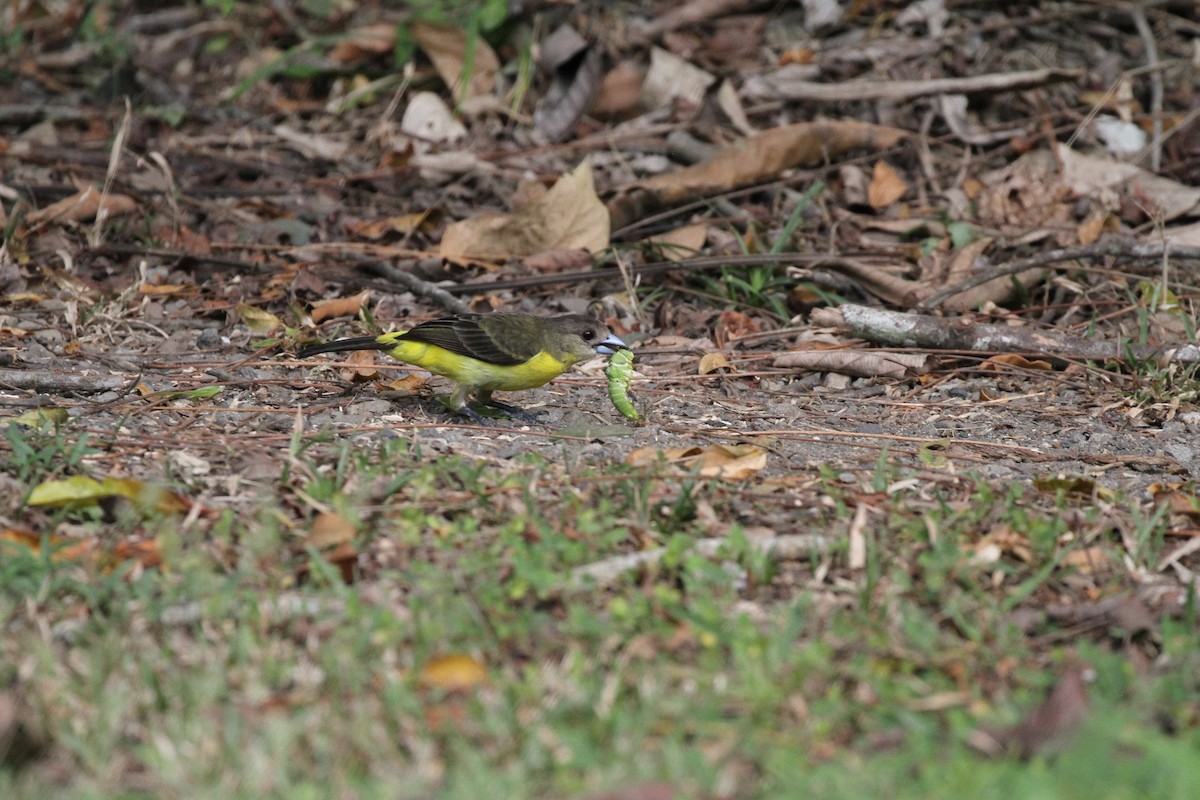Flame-rumped Tanager - ML616072664