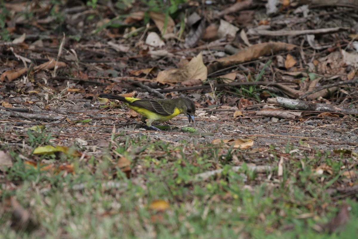 Flame-rumped Tanager - ML616072665