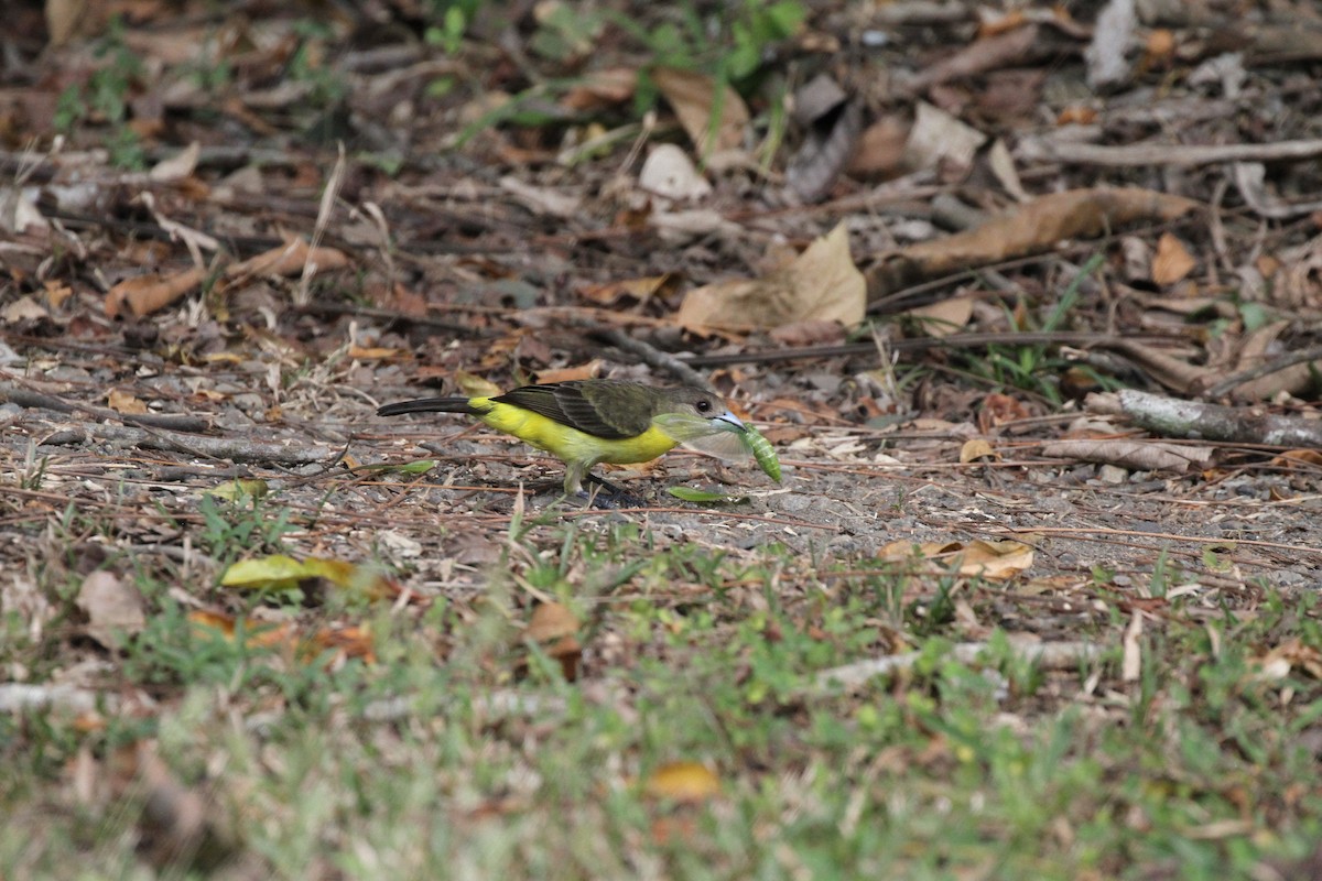 Flame-rumped Tanager - ML616072666