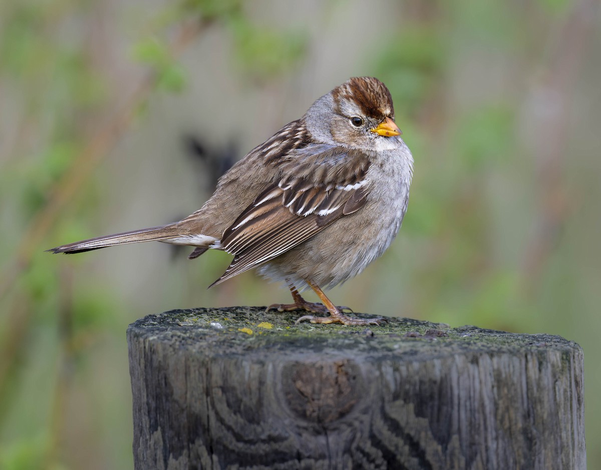 White-crowned Sparrow - ML616072761