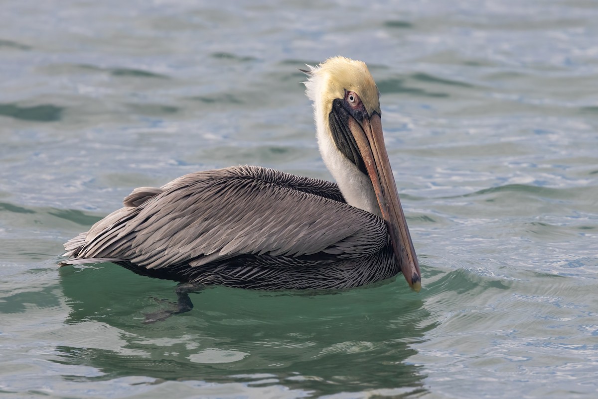 pelikán hnědý - ML616072798