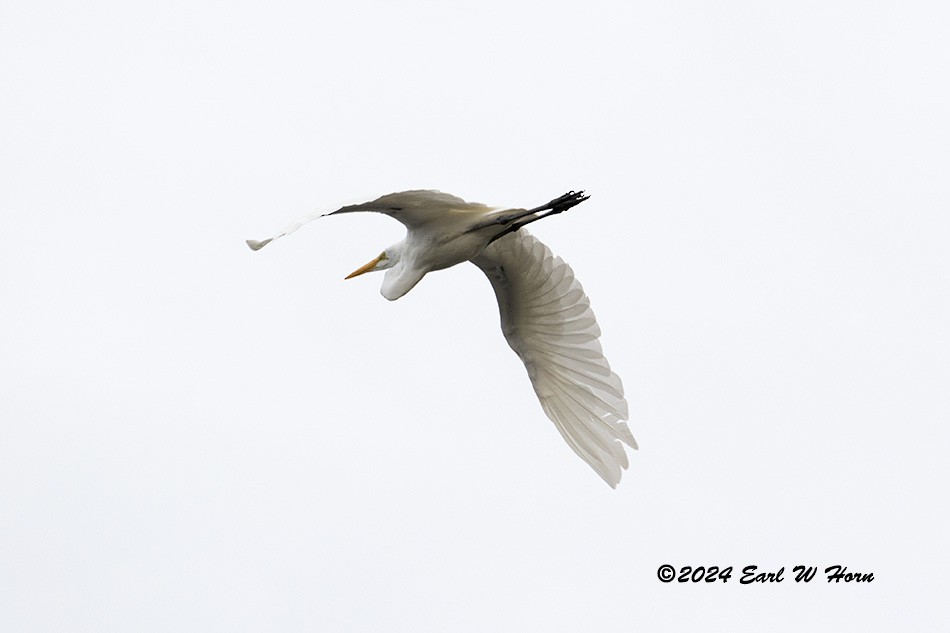 Great Egret - Earl Horn