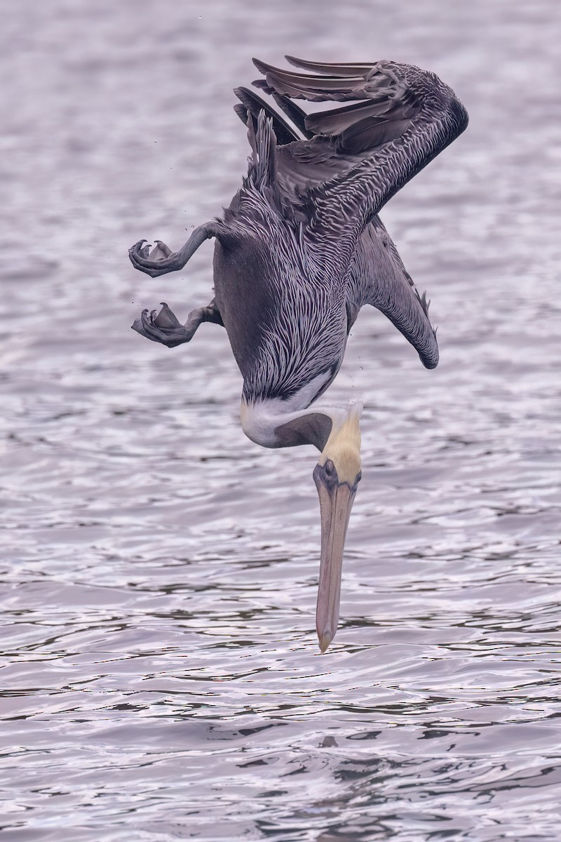 pelikán hnědý - ML616072813