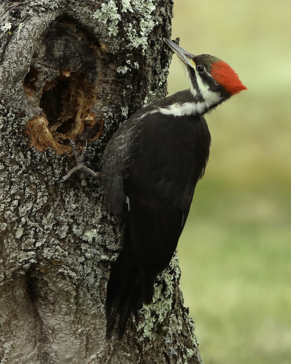 Pileated Woodpecker - ML616072838