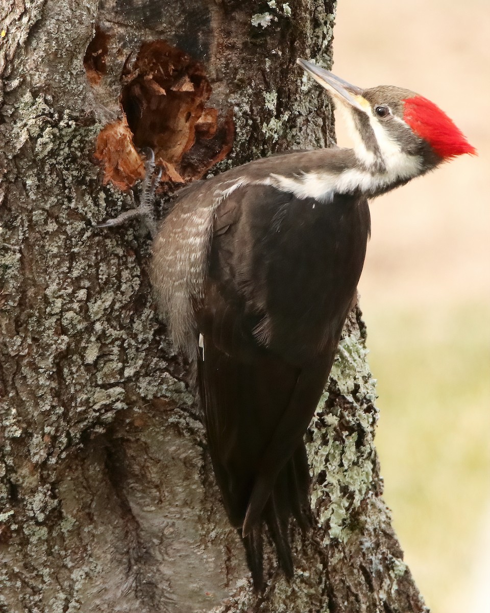 Pileated Woodpecker - ML616072839