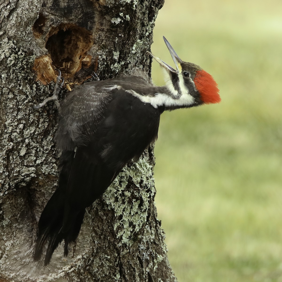 Pileated Woodpecker - ML616072840