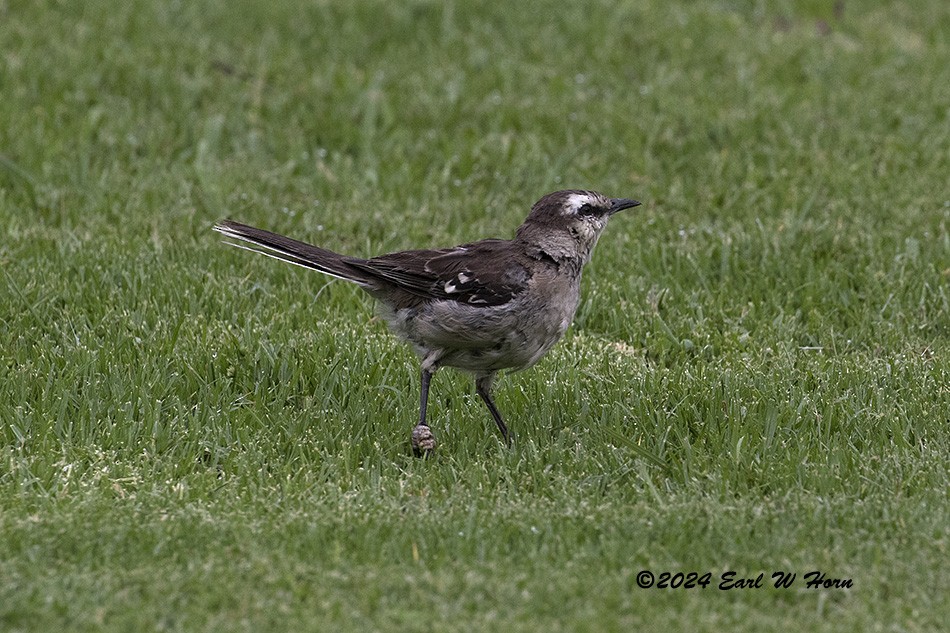 Chalk-browed Mockingbird - Earl Horn