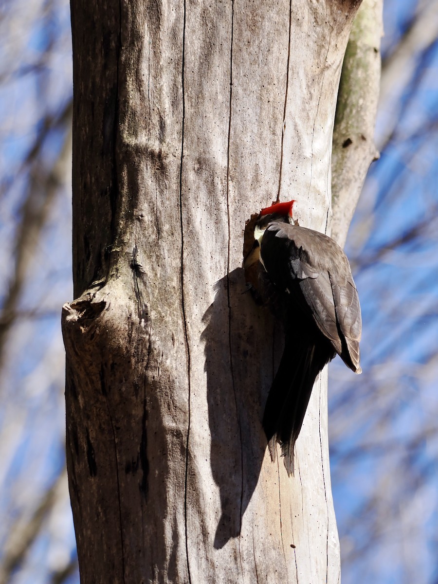 Pileated Woodpecker - ML616072871