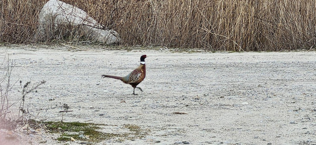 Ring-necked Pheasant - ML616073057