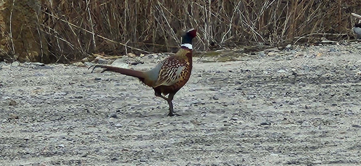 Ring-necked Pheasant - ML616073058