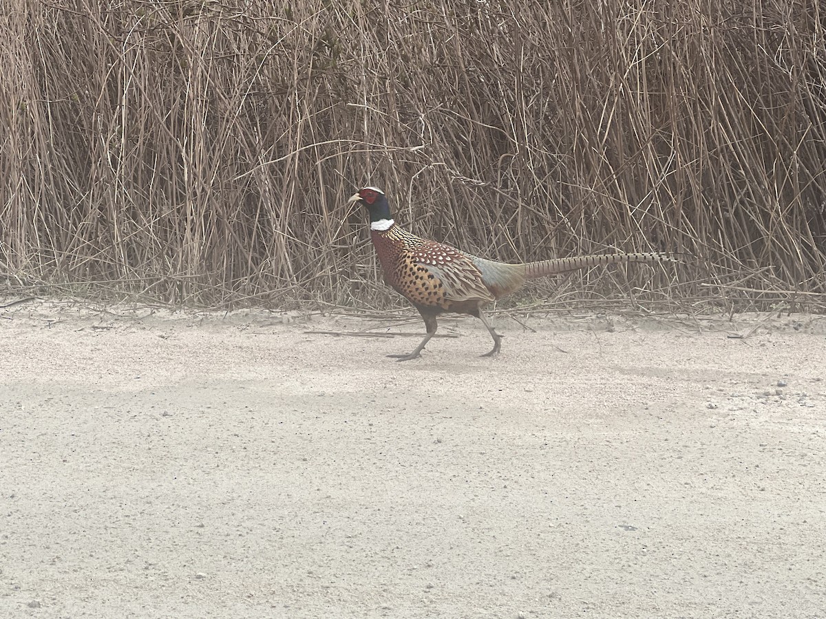 Ring-necked Pheasant - ML616073059