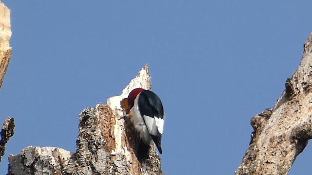 Red-headed Woodpecker - ML616073068